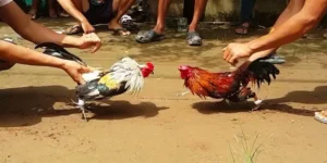 Đá Gà Thomo - Sân chơi đẳng cấp bùng nổ với chiến kê
