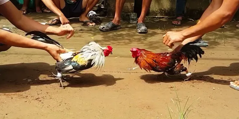 Đá Gà Thomo - Sân chơi đẳng cấp bùng nổ với chiến kê