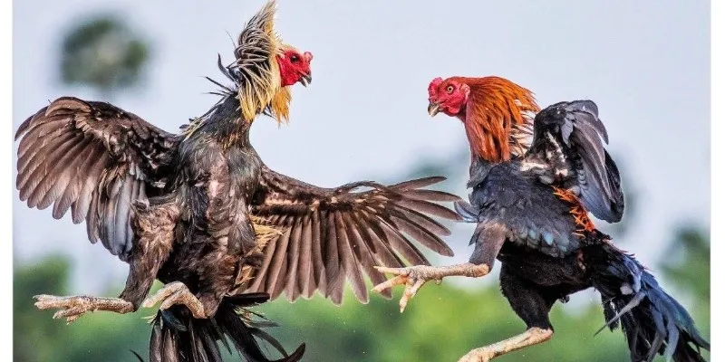 Đá Gà Thomo là gì Khám phá nguồn gốc và ý nghĩa